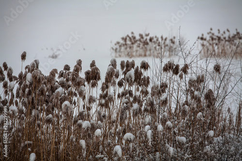 한겨울 공원의 눈쌓인 들판 a snow-covered field in a midwinter park.