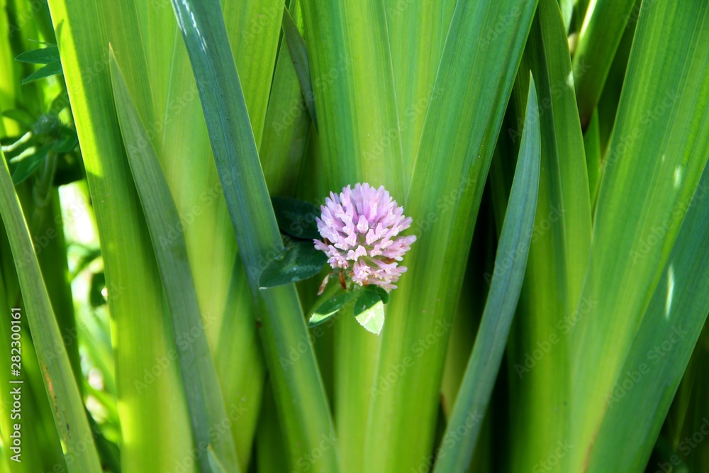 Obraz premium flower