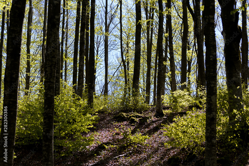 The italian forest between Bologna anf Firenze, a really ancient trekking path called The italian forest between Bologna anf Firenze, a really ancient trekking path called