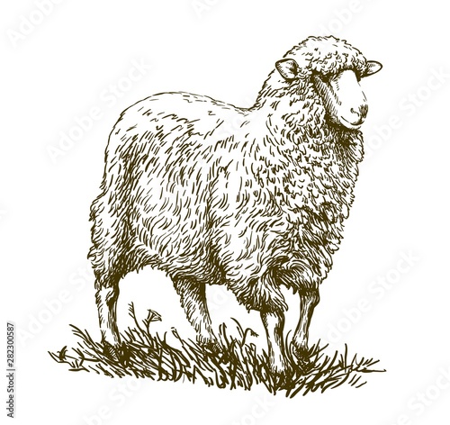 sketch of sheep drawn by hand. animal husbandry