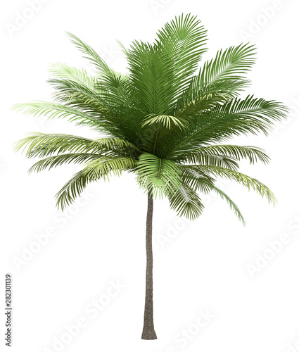 coconut palm tree isolated on white background