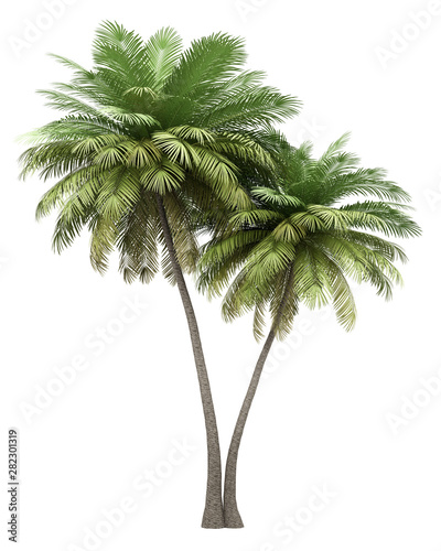 two coconut palm trees isolated on white background photo