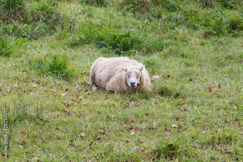 Sheep lying in a field in Brittany © oceane2508
