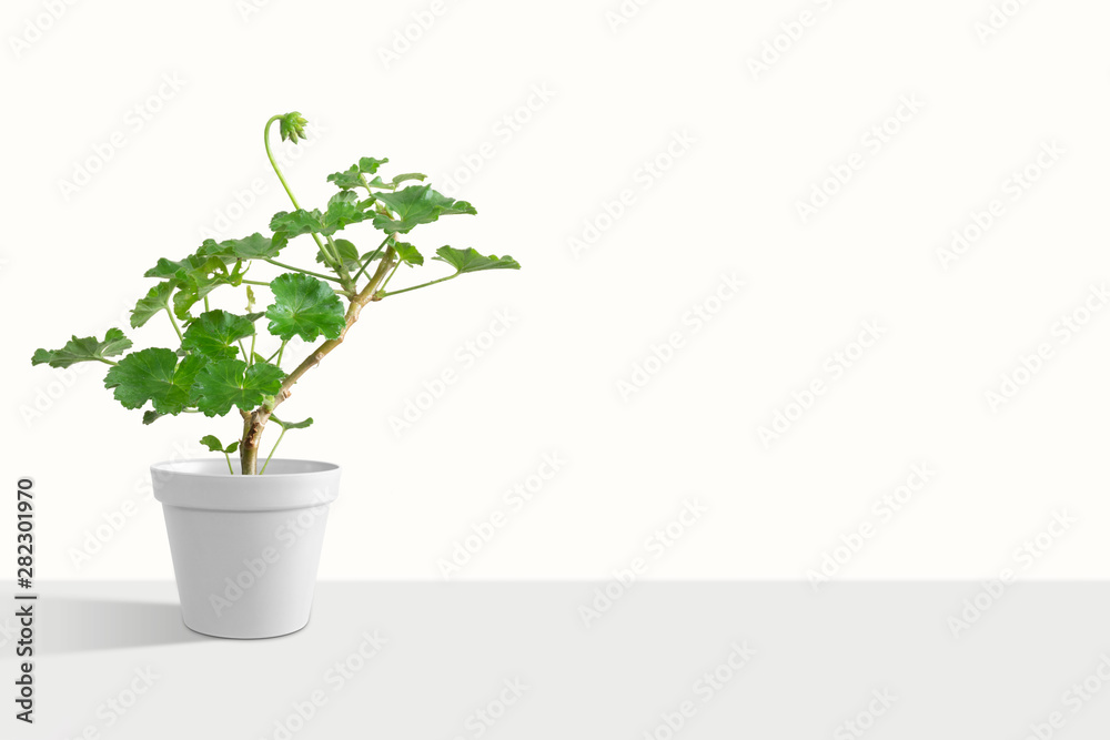 Beautiful Geranium houseplant in flower pot. Isolated on white background Beautiful Geranium houseplant in flower pot. Isolated on white background