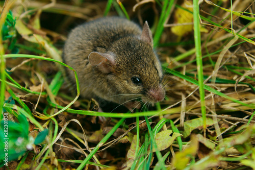 Blurred image of gray little mouse. Animals  rodent  wildlife concept.  Gray mouse outdoor.