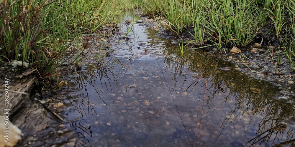 stream in forest stream in forest