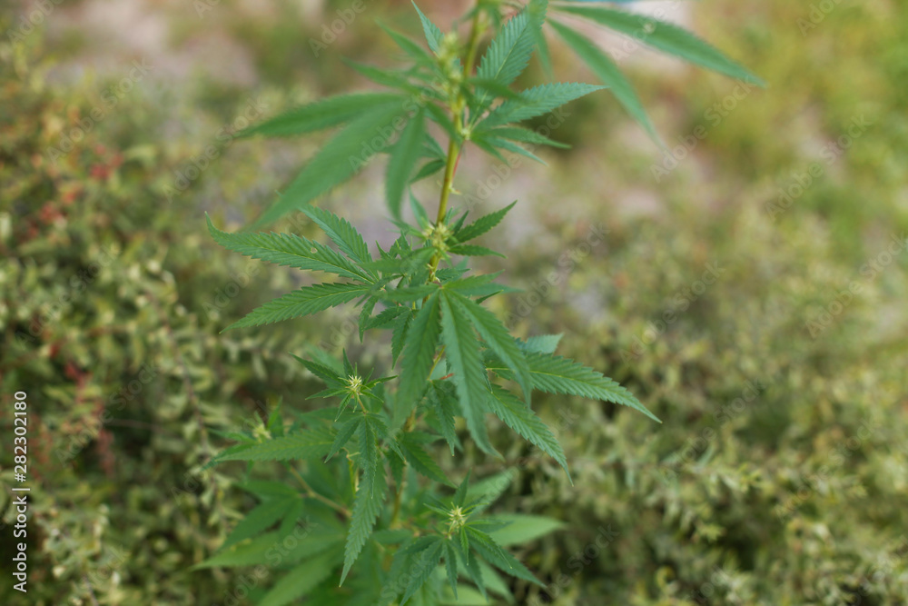 MEDICAL MARIJUANA, cannabis. Green background of leaves. MEDICAL MARIJUANA, cannabis. Green background of leaves.