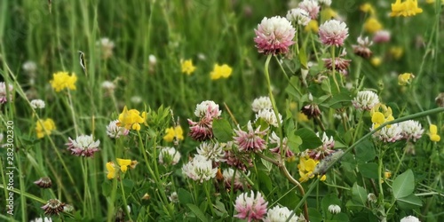 flowers in the garden