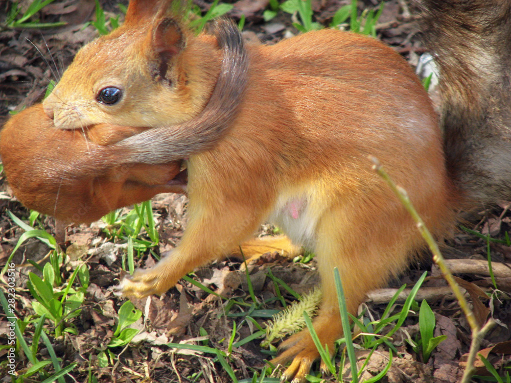 Small a red-haired a squirrel transfers mother. Little squirrel baby is carried by a mom. Small a red-haired a squirrel transfers mother. Little squirrel baby is carried by a mom.