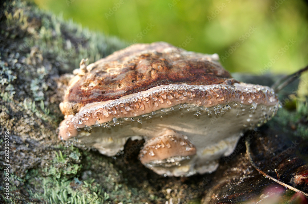 drops of morning dew on a tree mushroom drops of morning dew on a tree mushroom