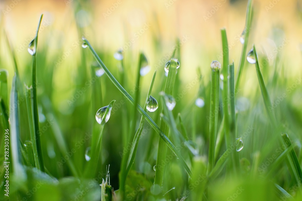 Fototapeta premium Droplets of morning dew in the fresh green grass, morning blurred light