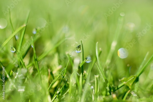 Droplets of morning dew in the fresh green grass, morning blurred light