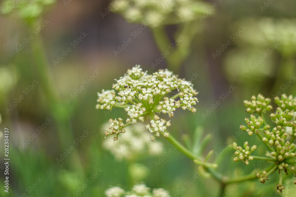 Flor blanca con tallo verde en una montaña