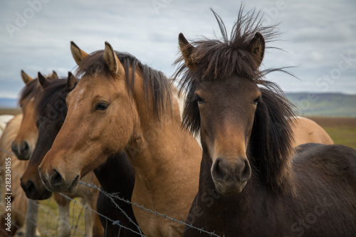 Fototapeta Naklejka Na Ścianę i Meble -  Icelandic horses close up