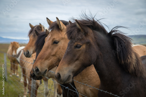 Icelandic horses close up © Vera