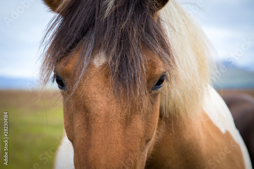Icelandic horses close up