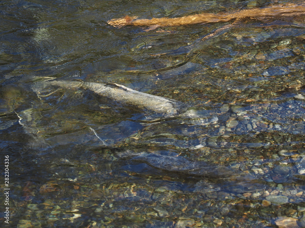 Obraz premium Salmon run