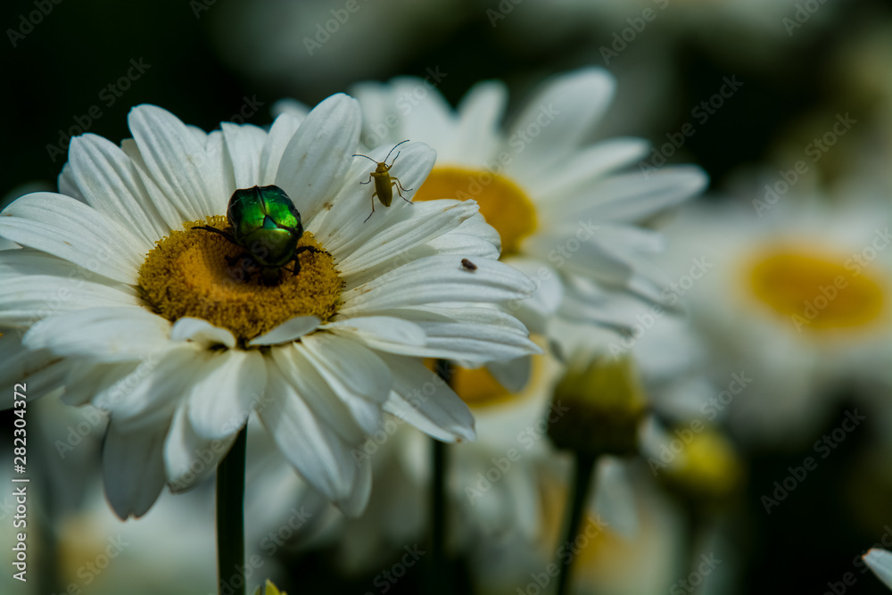 Background with big white daisies and green and nacreous bugs. Insects and flowers.
