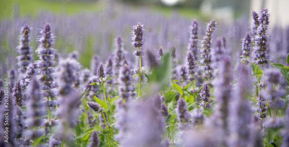 Obraz premium flowers in field
