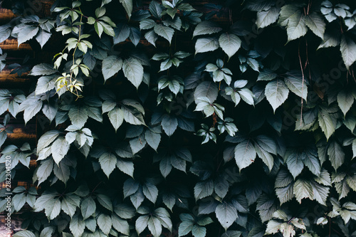 much leaves on a fence