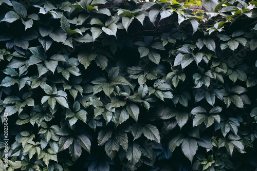 leaves on a stone fence pic.2