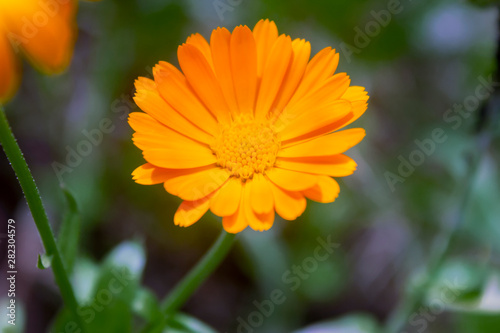 Beautiful summer flowers on a garden flowerbed close-up shot on a bright summer sunny day.