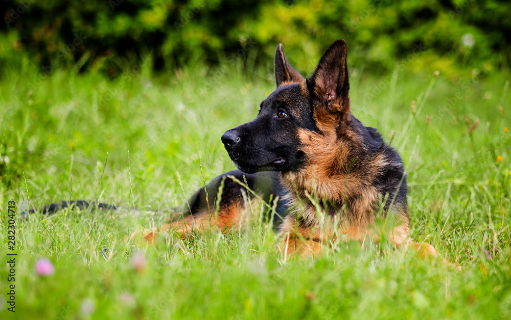 German shepherd puppy looks on the grass German shepherd puppy looks on the grass
