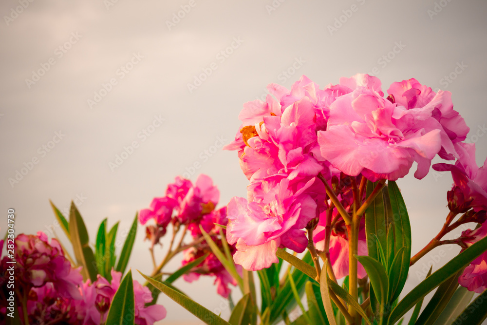 Close Up of Oleander Flowers at Sunset Close Up of Oleander Flowers at Sunset