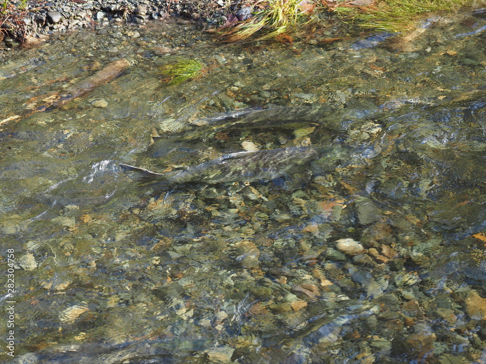 Fototapeta premium Salmon run