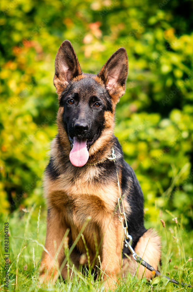 German shepherd puppy looks on the grass German shepherd puppy looks on the grass