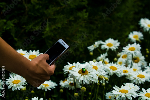 In hand phone and background with big white daisies and green nacreous bugs. Insects and flowers. Photography.