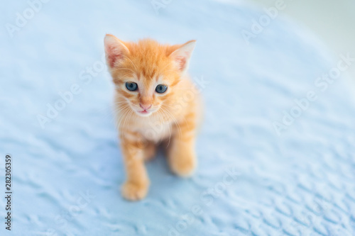 Baby cat. Ginger kitten playing at home. © famveldman