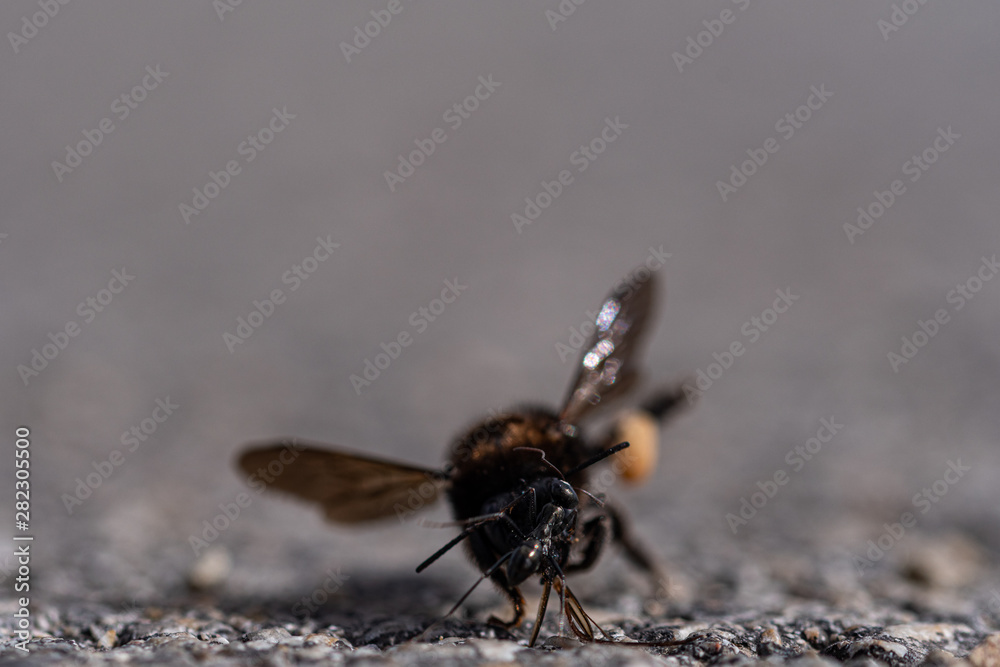 A close up macro photo of a bee A close up macro photo of a bee