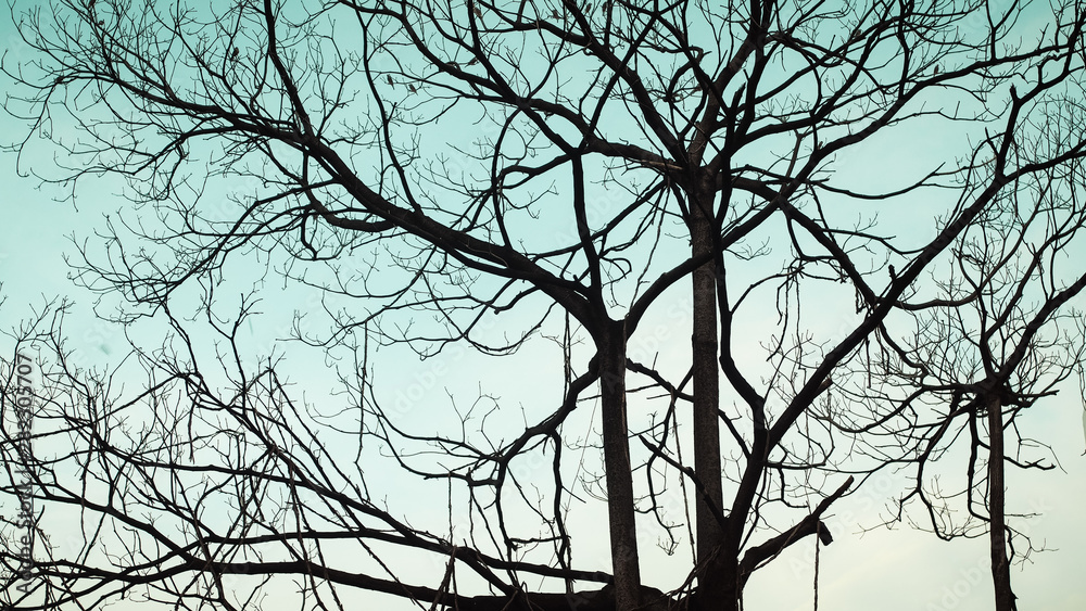 Tree and branches of the tree. Dry tree on a blue autumn sky background. Tree and branches of the tree. Dry tree on a blue autumn sky background.