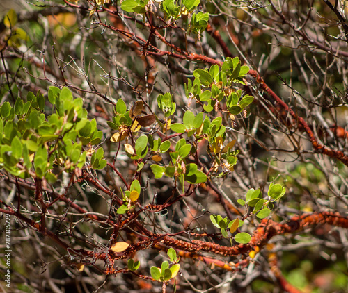 branch of seabuckthorn