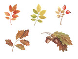 Hand painted watercolor illustration. Set beautiful red and yellow autumn leaves and berries.