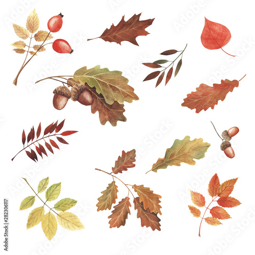 Hand painted watercolor illustration. Set beautiful red and yellow autumn leaves and berries.