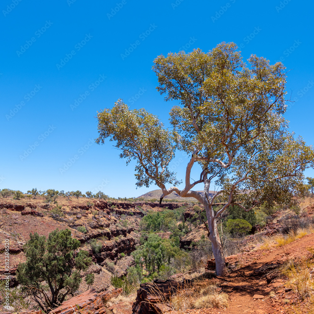 Old eucalyptus tree at the edge of Dales Gorge Karijini National Park Old eucalyptus tree at the edge of Dales Gorge Karijini National Park