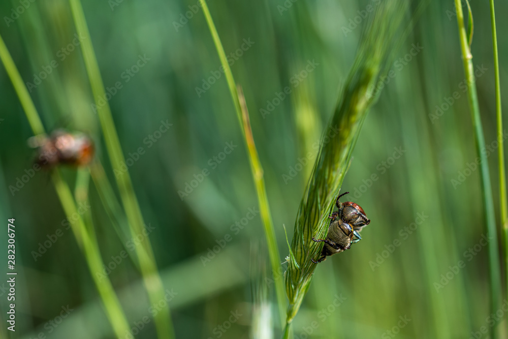 Bugs in the field of wheat Bugs in the field of wheat