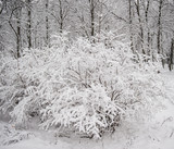 Snow covered shrub in a city park.