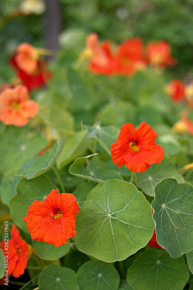 Red and orange nasturtiums in the garden. Flowering, autumn flowers. Red and orange nasturtiums in the garden. Flowering, autumn flowers.