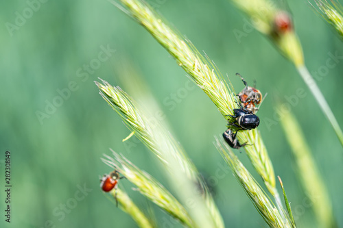 Bugs in the field of wheat