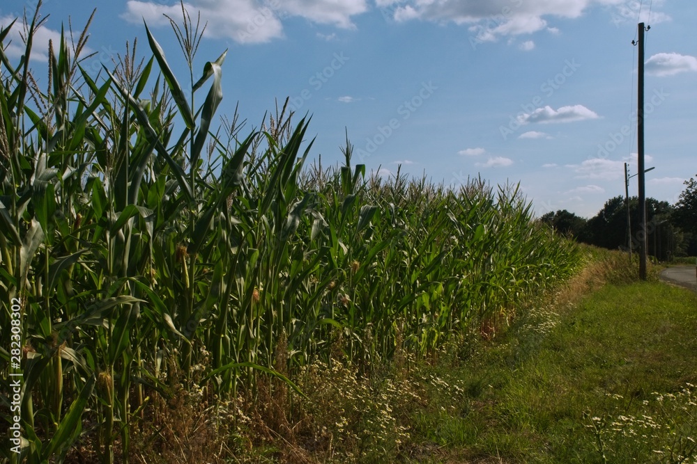 Fototapeta premium cornfield with cloudy sky above