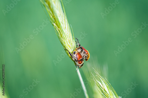 Bugs in the field of wheat