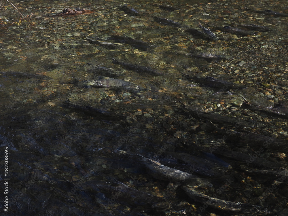 Salmon run Salmon run