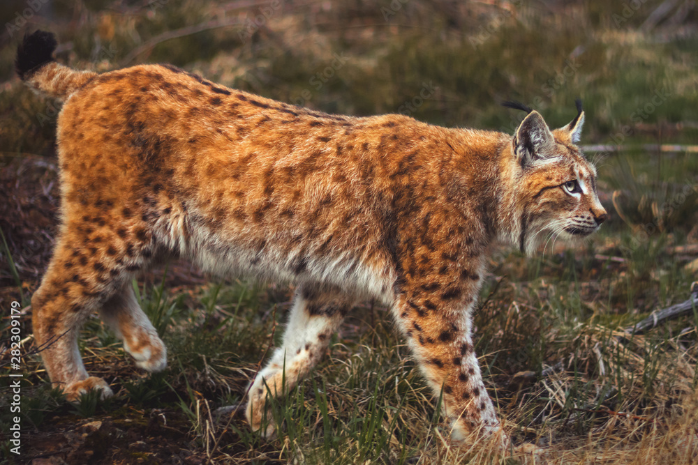 Lynx in the Bohemian Forest Lynx in the Bohemian Forest