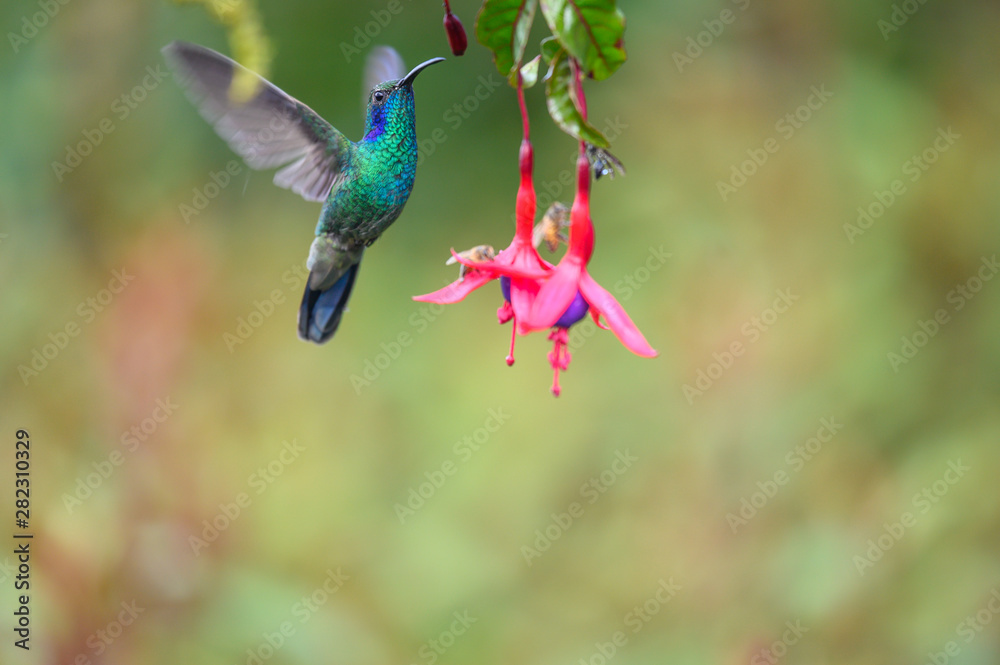 Obraz premium Blue hummingbird Violet Sabrewing flying next to beautiful red flower. Tinny bird fly in jungle. Wildlife in tropic Costa Rica. Two bird sucking nectar from bloom in the forest. Bird behaviour
