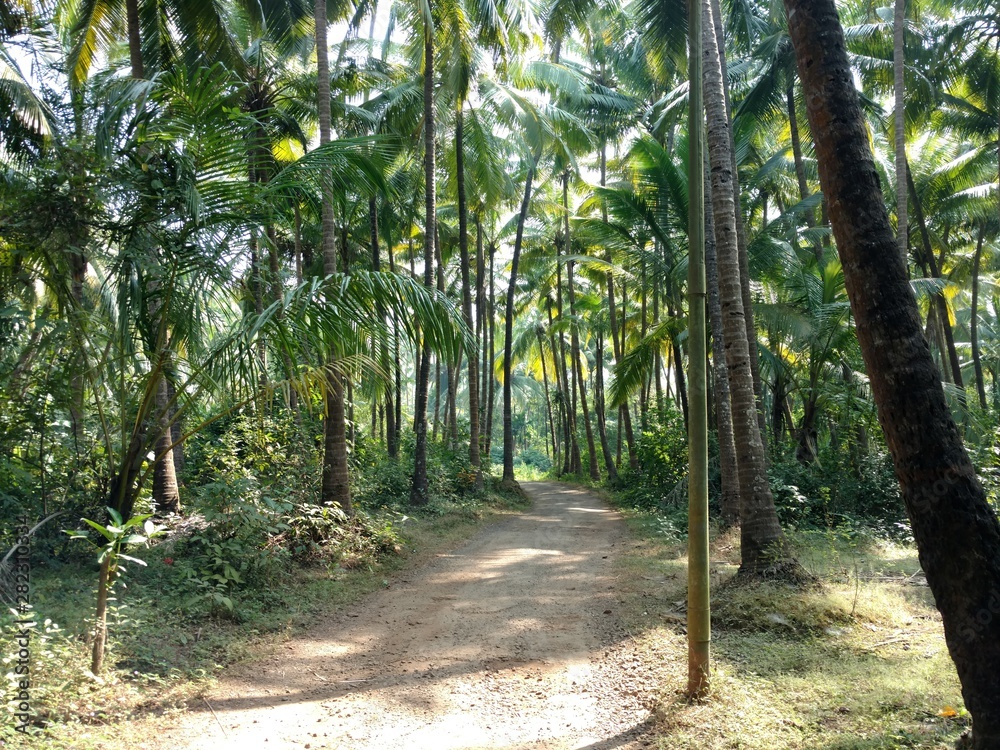 Earthen country road covered with coconut trees during summer morning Earthen country road covered with coconut trees during summer morning