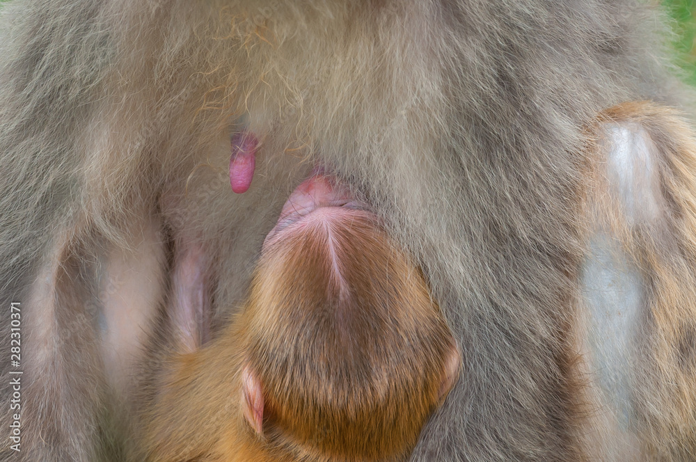 A macaque monkey feeds its cub with breast milk. A macaque monkey feeds its cub with breast milk.