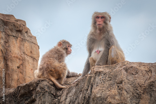An adult female macaque with her cub is sitting on a cliff top.